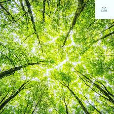 Intack label: Driving a Sustainable Future Through Innovation, Leading the Green Transformation of Label Materials